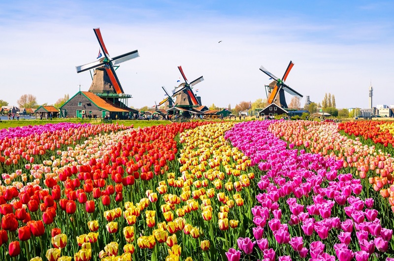 Visite guidée des jardins de Keukenhof et des moulins de Zaanse Schans au départ d’Amsterdam