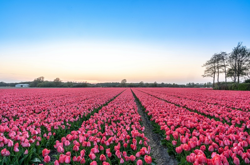 Tulip Fields of Lisse and Hillegom Scenic Drive & Amsterdam Canal Cruise with Private Driver